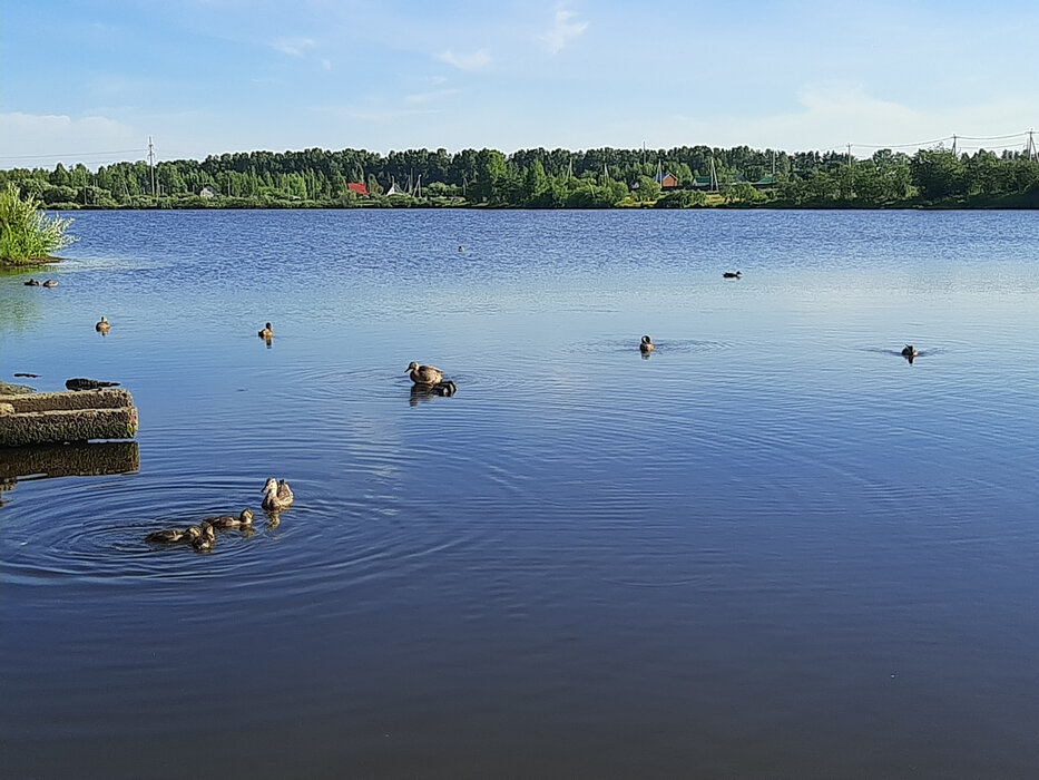 пгт. Верхнее Дуброво, СНТ сад № 4 КАЗа (городской округ Верхнее Дуброво) - фото сада (3)