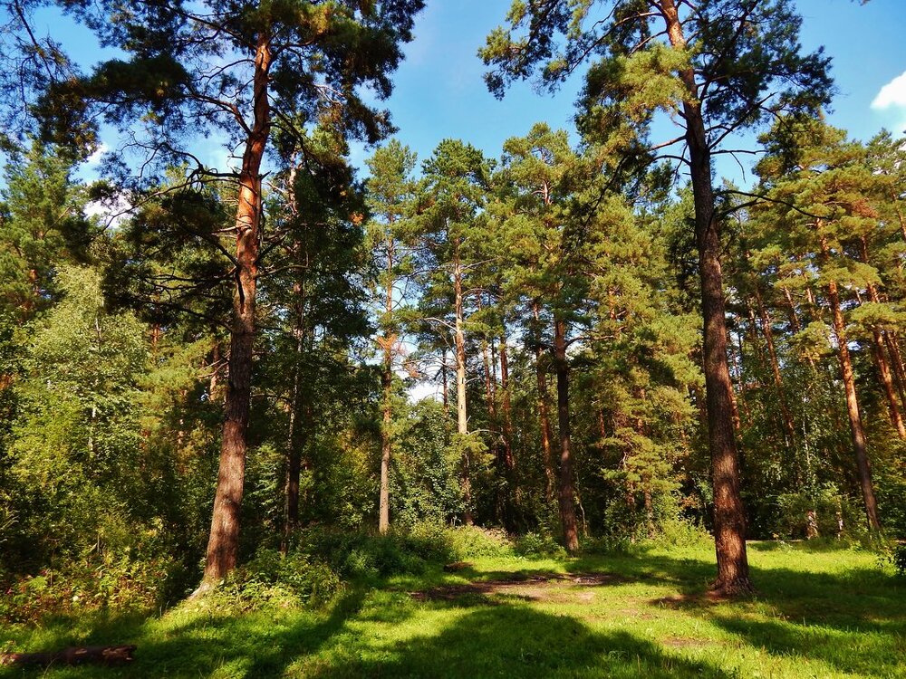 п. Гагарский, ул. 3-я Парковая, 12 (городской округ Белоярский) - фото земельного участка (1)