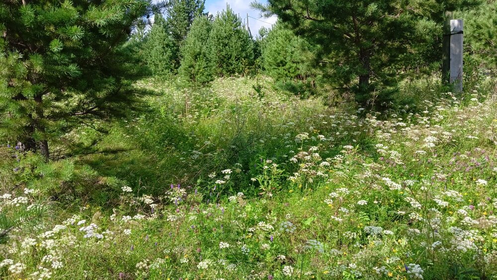 поселок городского типа Белоярский, ул. Гранитовая, 6 (городской округ Белоярский) - фото земельного участка (3)