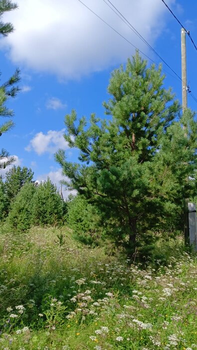 поселок городского типа Белоярский, ул. Гранитовая, 6 (городской округ Белоярский) - фото земельного участка (4)