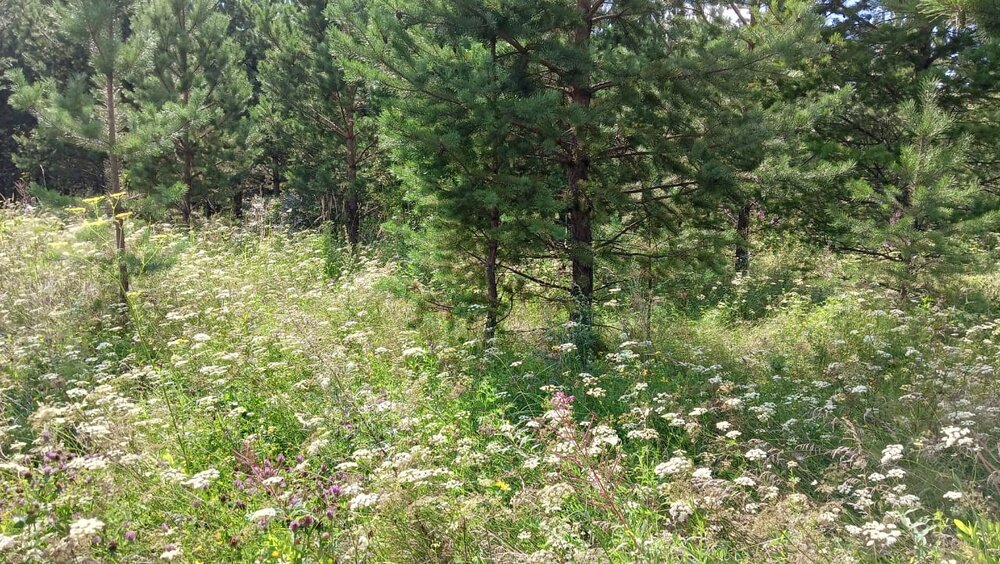 поселок городского типа Белоярский, ул. Гранитовая, 6 (городской округ Белоярский) - фото земельного участка (5)