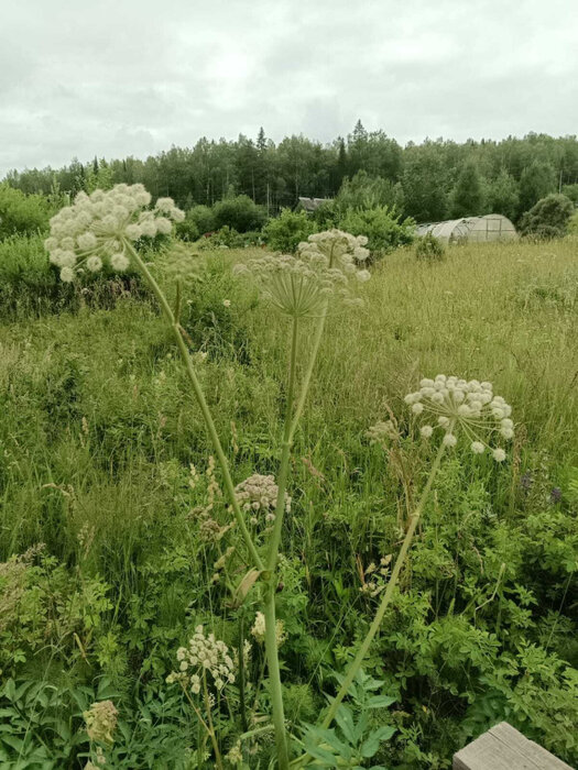 г. Первоуральск, к/с СНТ, уч. 85 (городской округ Первоуральск) - фото сада (3)