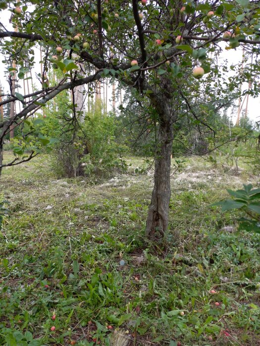 Екатеринбург, ул. Опытная, 5 (М.Исток) - фото земельного участка (1)