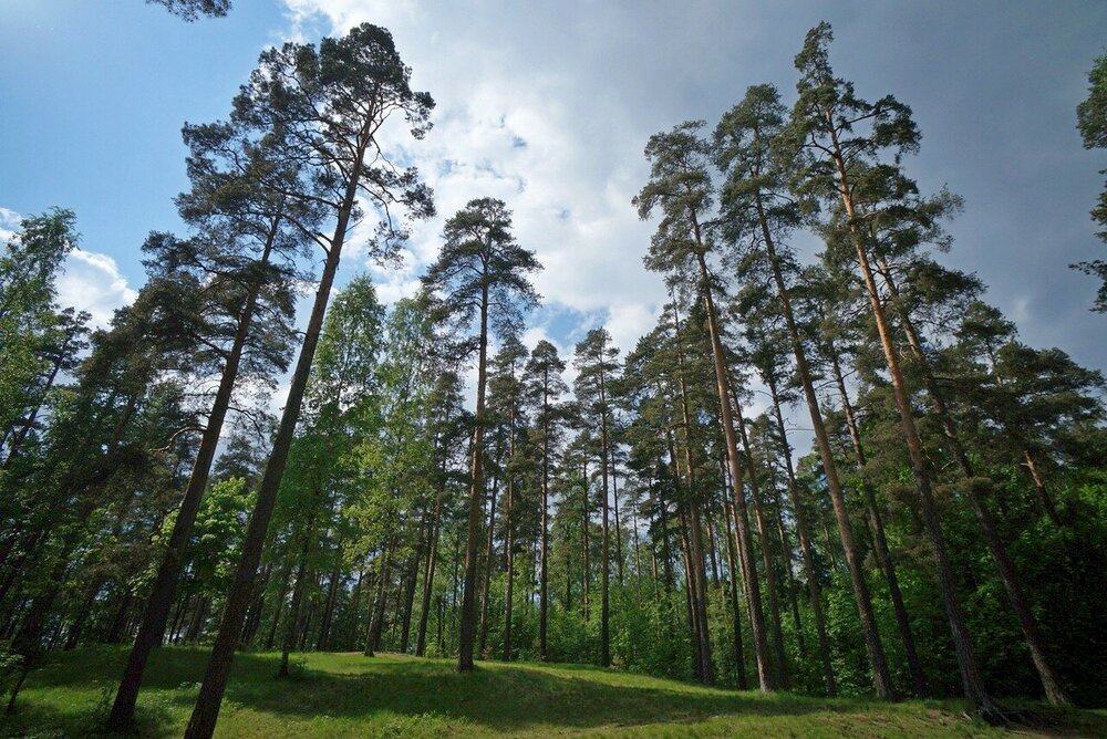 п. Гагарский, ул. 10-я Парковая (городской округ Белоярский) - фото земельного участка (1)