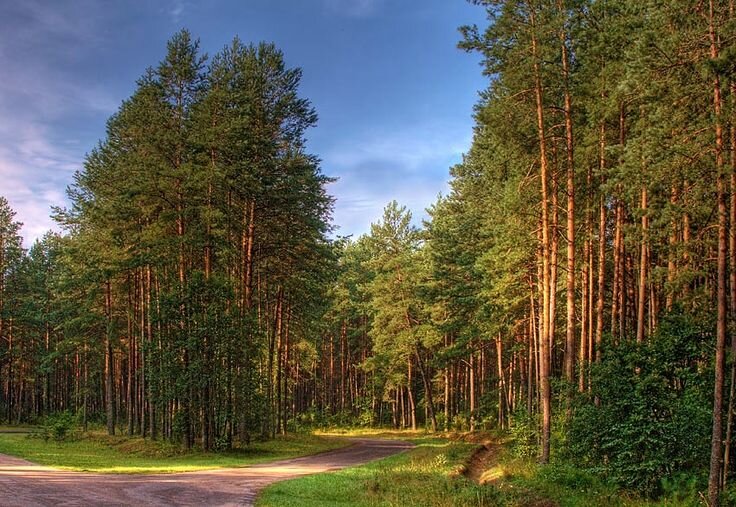 п. Гагарский, ул. 10-я Парковая (городской округ Белоярский) - фото земельного участка (2)