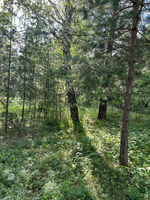 п. Растущий, ул. Центральная, 42 (городской округ Белоярский) - фото земельного участка (4)