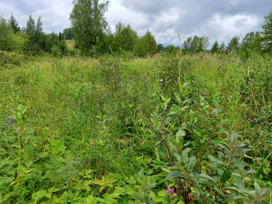 п. Афанасьевский, ул. Трактовая, 13 (городской округ Ачитский) - фото земельного участка (4)