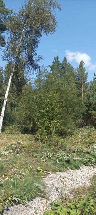 п. Гагарский, ул. 2-я Парковая, 12 (городской округ Белоярский) - фото земельного участка (5)