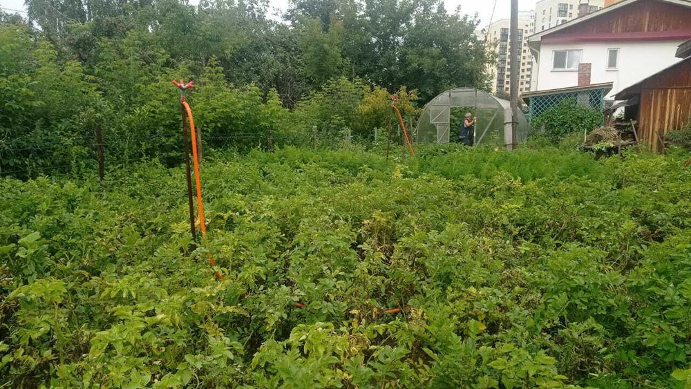 г. Верхняя Пышма, СНТ Горняк, ул. Фрунзе, 16 (городской округ Верхняя Пышма) - фото сада (8)