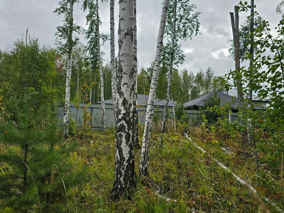 п. Зеленый бор, СТ Луговое (городской округ Верхняя Пышма) - фото сада (1)