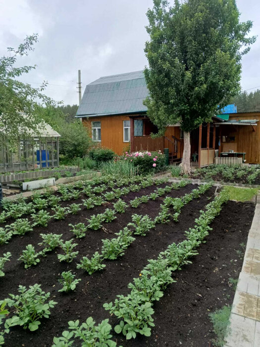 п. Арамиль, СНТ Монтажник, уч. 61 (городской округ Арамильский) - фото сада (5)