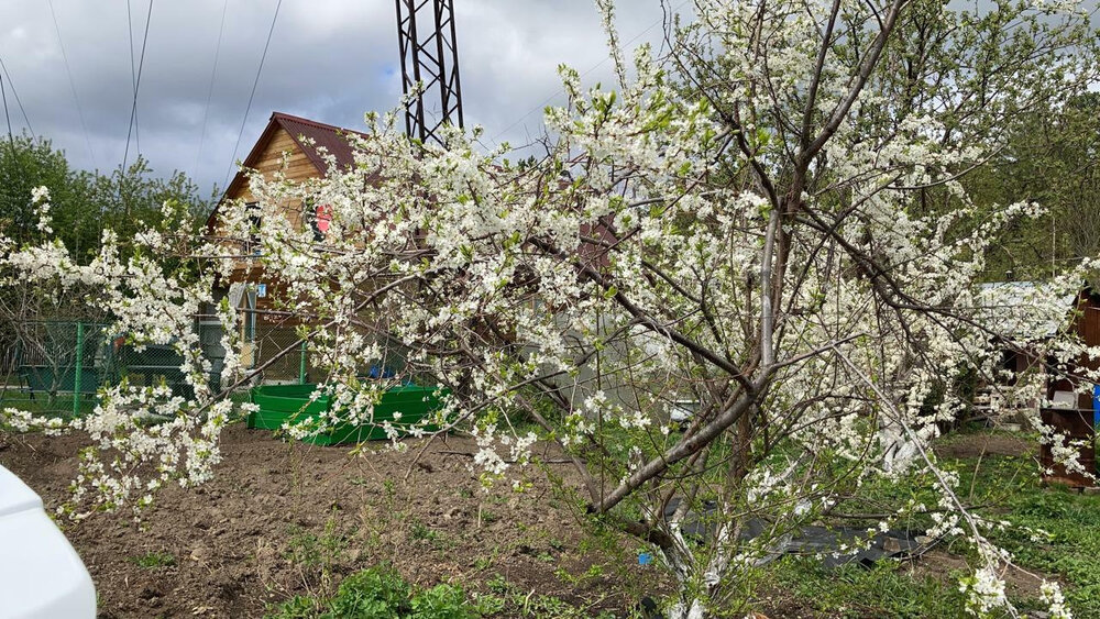 Екатеринбург, СНТ Мечта - фото сада (8)