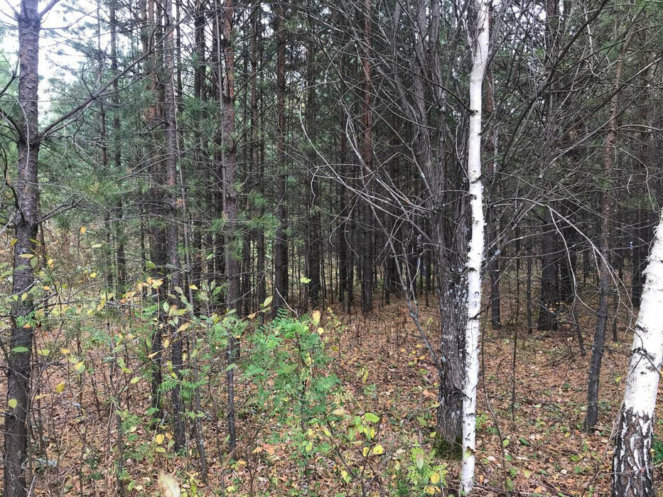 с. Кашино, к/с  СТ Строитель  (городской округ Сысертский) - фото сада (4)