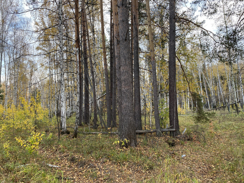 к.п. Заповедник, ул. Косуля, 108 (городской округ Сысертский, п. Габиевский) - фото земельного участка (8)