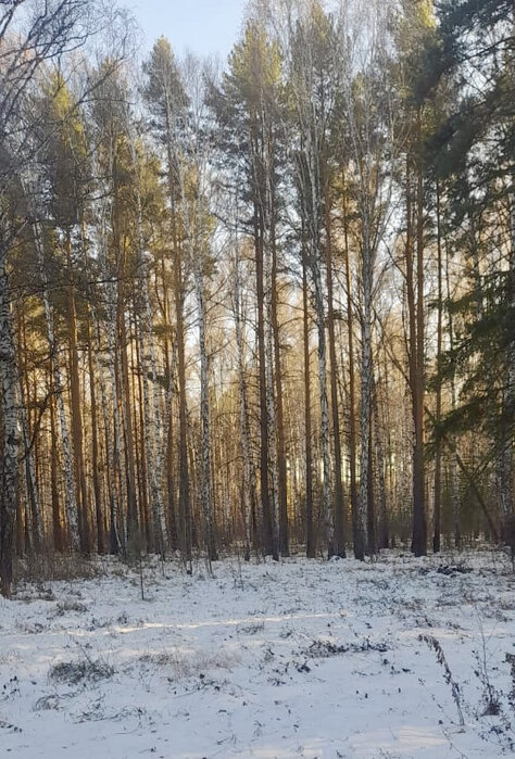 п. Растущий, ул. КП Растущий (городской округ Белоярский) - фото земельного участка (3)