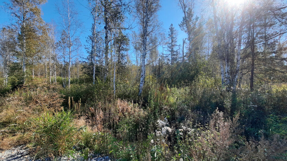 с. Мостовское (г.о. Вехняя Пышма), ул. Еловая, 12 (городской округ Верхняя Пышма) - фото земельного участка (2)