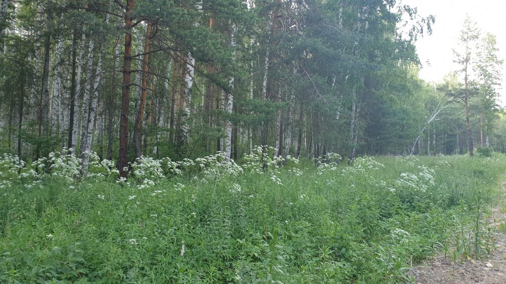 п. Прохладный, ул. Малиновая, 1 (городской округ Белоярский) - фото земельного участка (1)