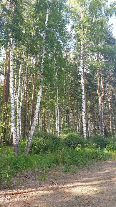 п. Прохладный, ул. Малиновая, 1 (городской округ Белоярский) - фото земельного участка (5)