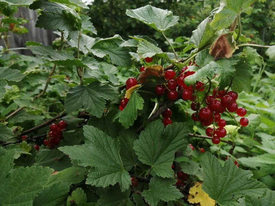 г. Верхняя Пышма, СНТ Ёлочки, уч., уч. 94 (городской округ Верхняя Пышма) - фото сада (5)