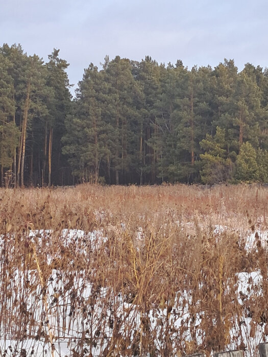 с. Никольское (г.о. Сысертский), ул. Октябрьская, 10 (городской округ Сысертский) - фото земельного участка (1)