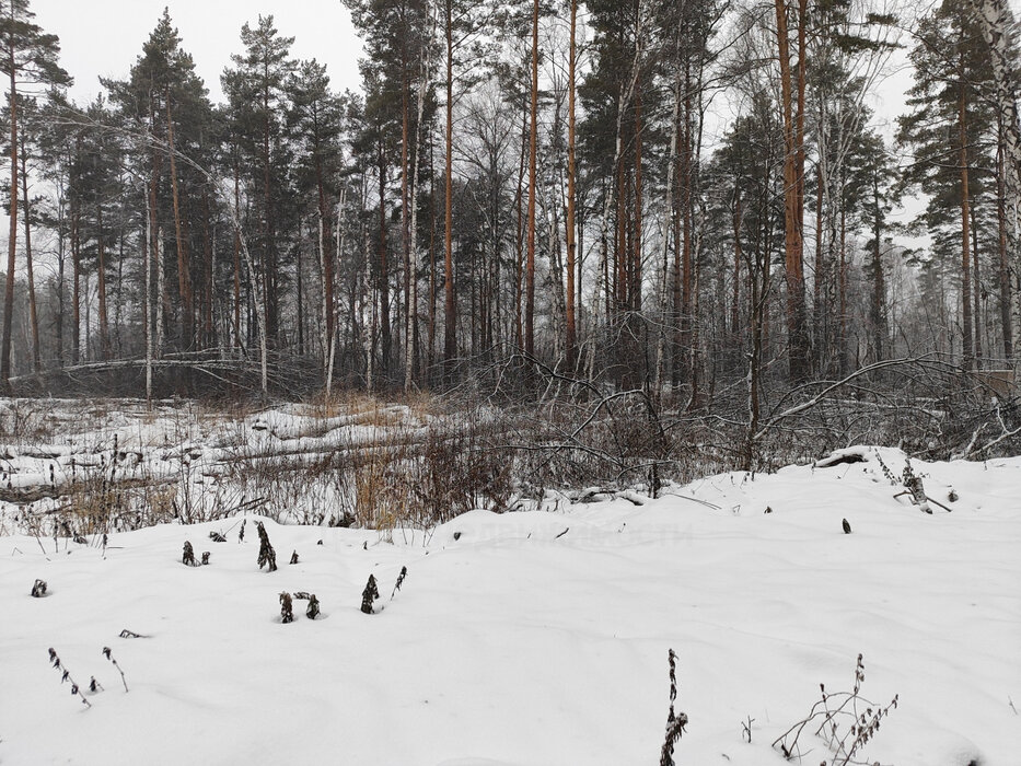 с. Курганово, ул. поселок Кургановский (городской округ Полевской) - фото земельного участка (7)