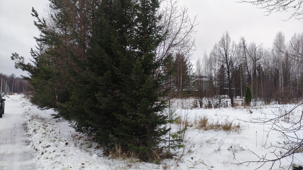 г. Березовский, СНТ №127 Дачник (городской округ Березовский) - фото сада (2)