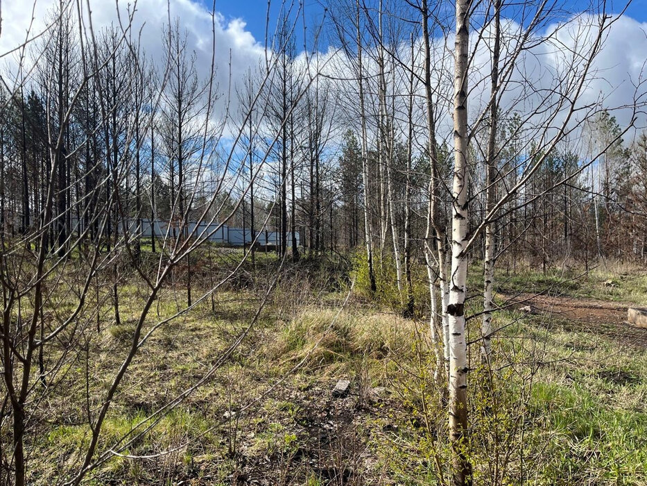 с. Мостовское (г.о. Вехняя Пышма), к/с Черемушка (городской округ Верхняя Пышма) - фото сада (2)