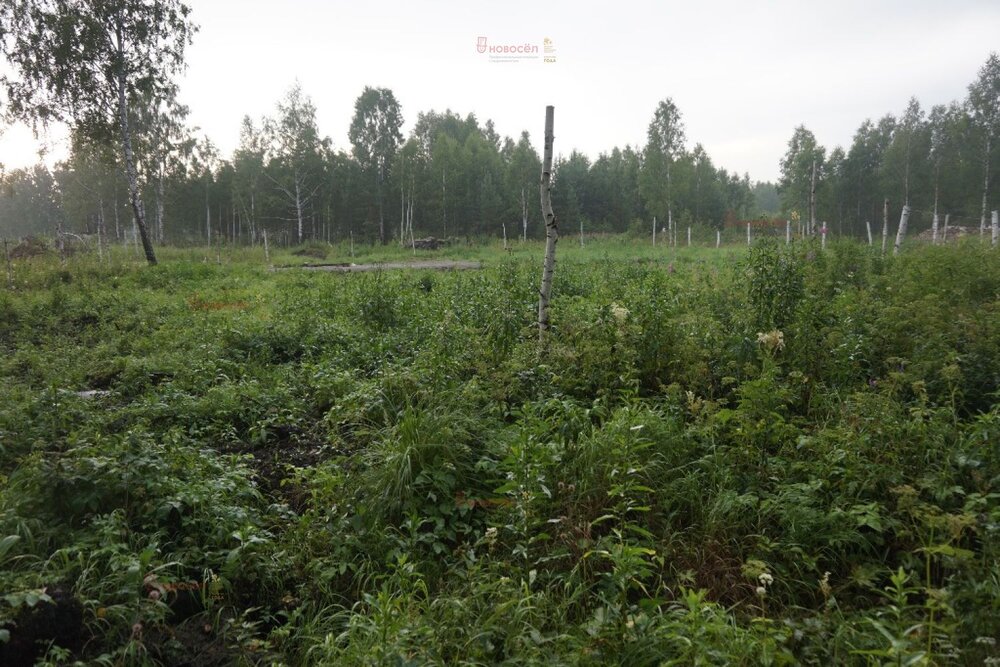 п. Становая, ул. Перитовый, 4 (городской округ Березовский) - фото земельного участка (3)