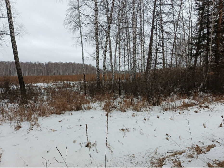 п. Прохладный (городской округ Белоярский) - фото земельного участка (2)