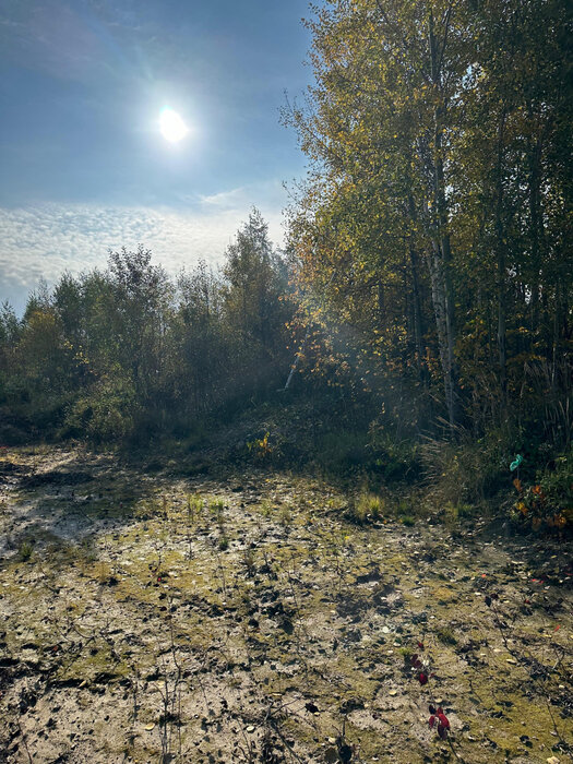 г. Березовский, № 127 Дачник (городской округ Березовский) - фото сада (2)