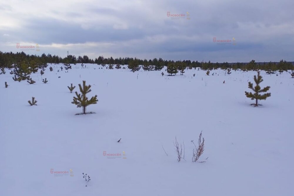 п. Становая, ул. Старателей (городской округ Березовский) - фото земельного участка (6)