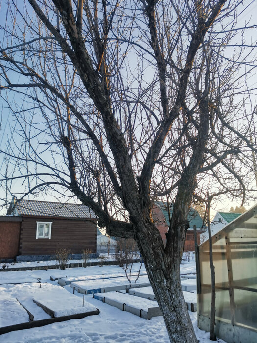 г. Среднеуральск, СНТ Энергетик-1, ул. Свердлова, 3 (городской округ Среднеуральск) - фото сада (6)