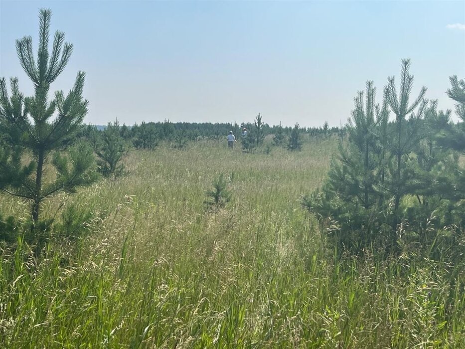 п. Бобровский, ул. Бобровские Дачи (городской округ Сысертский) - фото земельного участка (1)