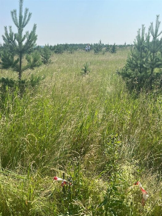 п. Бобровский, ул. Бобровские Дачи (городской округ Сысертский) - фото земельного участка (2)