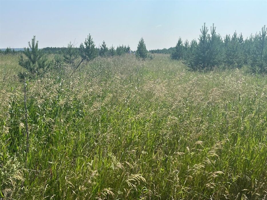 п. Бобровский, ул. Бобровские Дачи (городской округ Сысертский) - фото земельного участка (3)