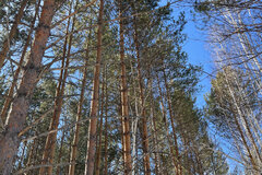 к.п. Заповедник, ул. Лисий Лес, 79 (городской округ Сысертский, п. Габиевский) - фото земельного участка