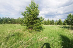 с. Исетское, ул. Цветочная, 12 (городской округ Каменский) - фото земельного участка