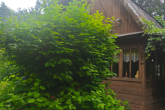 Екатеринбург, ул. СНТ Светлый, 79 (Палкинский торфяник) - фото дачи